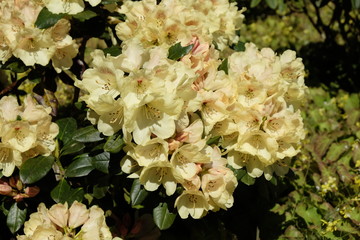 Rhododendron yakushimanum 'Goldprinz'