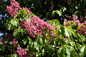Fototapeta premium Rotblühende Edelkastanie / Aesculus carnea 'Briotii'