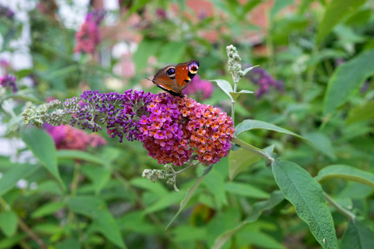 Schmetterling auf Sommerflieder / Buddleja davidii