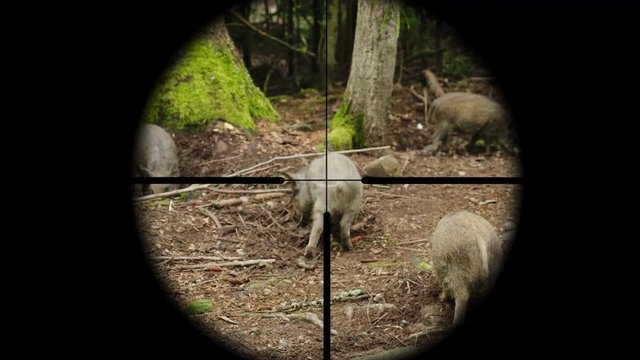 Hunter takes aim at a wild pig in the forest, view through a telescopic sight