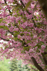 Blooming sakura