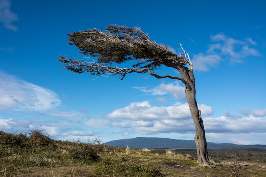 Elemento iconico de tierra del fuego