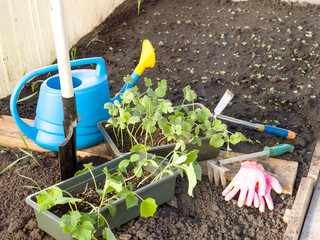Seedlings and garden equipment in the garden