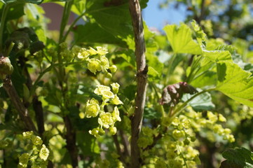 blühende Johannisbeere weiße