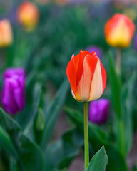Fototapeta premium red tulips in the garden