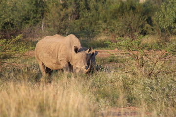 Fototapeta premium Pictures taken in Pilanesberg