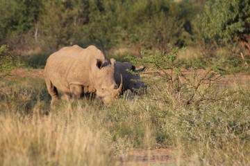 Obraz premium Pictures taken in Pilanesberg