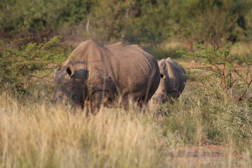 Fototapeta premium Pictures taken in Pilanesberg