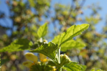 gelbe Taubnessel,Unkraut,Lamium galeobdolon, Gewöhnliche Goldnessel