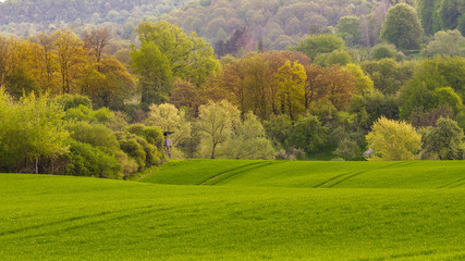 Uprawa pszenicy , pofalowane pola pod lasem. Wiejskie tereny, Bawaria, Niemcy.