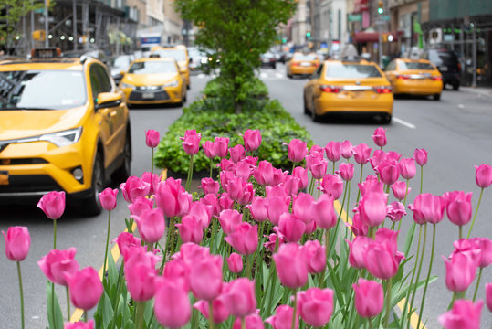 Pink tulips in bloom along Park Avenue in Manhattan.