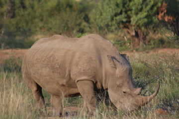 Obraz premium Pictures taken in Pilanesberg