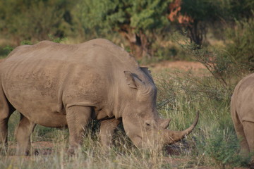 Obraz premium Rhino in Pilannesberg
