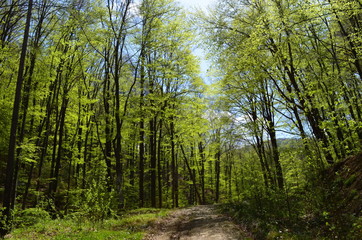 Spring beech forest with fresh light green foliage