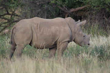 Naklejka premium Pictures Taken in Pilannesberg