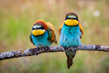 Love on the branch