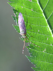 Capsid or mirid bug, Pantilius tunicatus