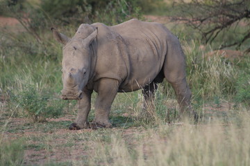 Fototapeta premium Pictures Taken in Pilannesberg