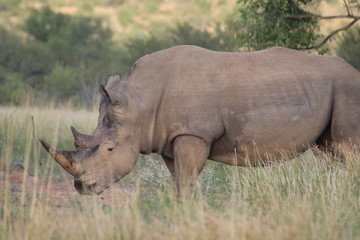 Obraz premium Pictures Taken in Pilannesberg