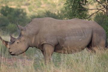 Fototapeta premium Pictures Taken in Pilannesberg