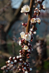 a branch of a flowering apricot