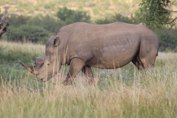 Obraz premium Pictures Taken in Pilannesberg