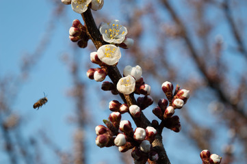 a branch of a flowering apricot