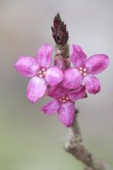 Daphne mezereum, commonly known as mezereum, mezereon, February daphne, spurge laurel or spurge...