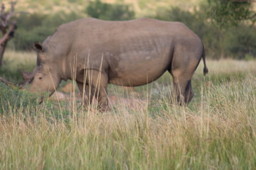 Fototapeta premium Pictures Taken in Pilannesberg