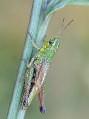 Chorthippus parallelus, the meadow grasshopper