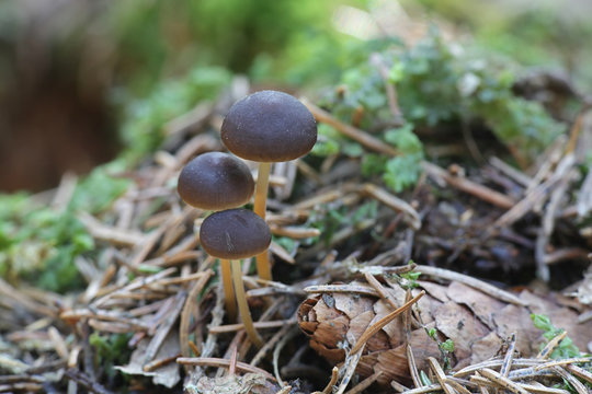 Sprucecone cap, Strobilurus esculentus, wild edible mushroom