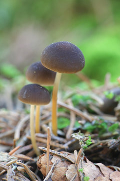 Sprucecone cap, Strobilurus esculentus, wild edible mushroom