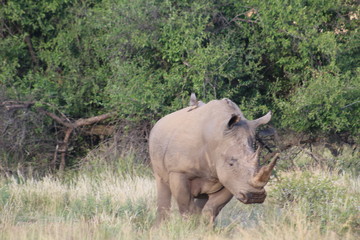 Obraz premium Pictures Taken in Pilannesberg