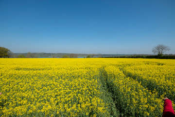 Beautiful landscape of canola seed farm during blooming season in spring.