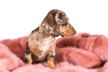 puppy a speckled smooth-haired Dachshund on a white background with fur