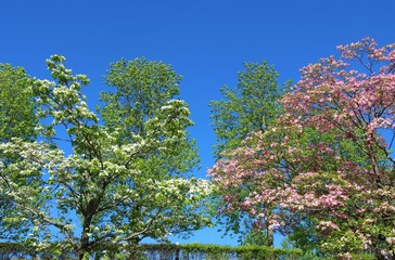 風景　ハナミズキ　白　ピンク　春　新緑　青空　杤木