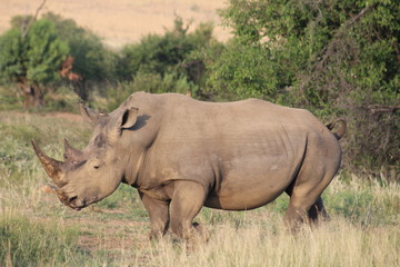 Obraz premium Pictures Taken in Pilannesberg