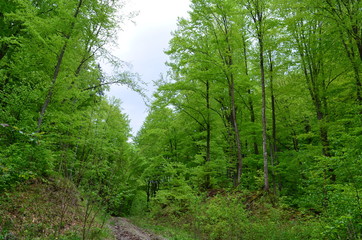 Spring beech forest with fresh light green foliage
