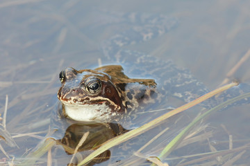 Common frog, Rana temporaria, also known as the European common frog, European common brown frog and European grass frog, on a pond filled with spawn