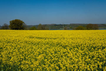 Beautiful landscape of canola seed farm during blooming season in spring.
