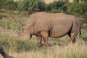 Fototapeta premium Pictures Taken in Pilannesberg