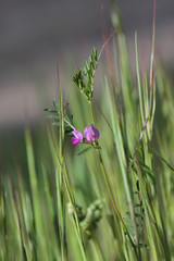 fleur violette sauvage