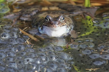 Common frog, Rana temporaria, also known as the European common frog, European common brown frog and European grass frog, on a pond filled with spawn