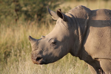 Fototapeta premium Pictures Taken in Pilannesberg