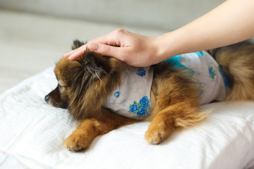 the dog after surgery lies on a soft pillow with the hand of the hostess on the head. dog wakes up...