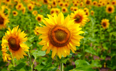 Sunflower on the sunflowers field