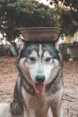 Portrait of Siberian husky Dog.Siberian husky is sitting on the ground of grass, it wears a hat.