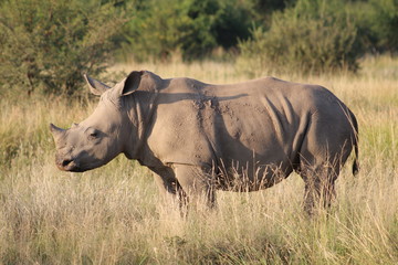 Obraz premium Pictures Taken in Pilannesberg