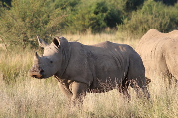 Fototapeta premium Pictures Taken in Pilannesberg