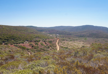Summer steppe mountain landscape with dry yellow green bushes trees and grass under the scorching sun and blues sky.
